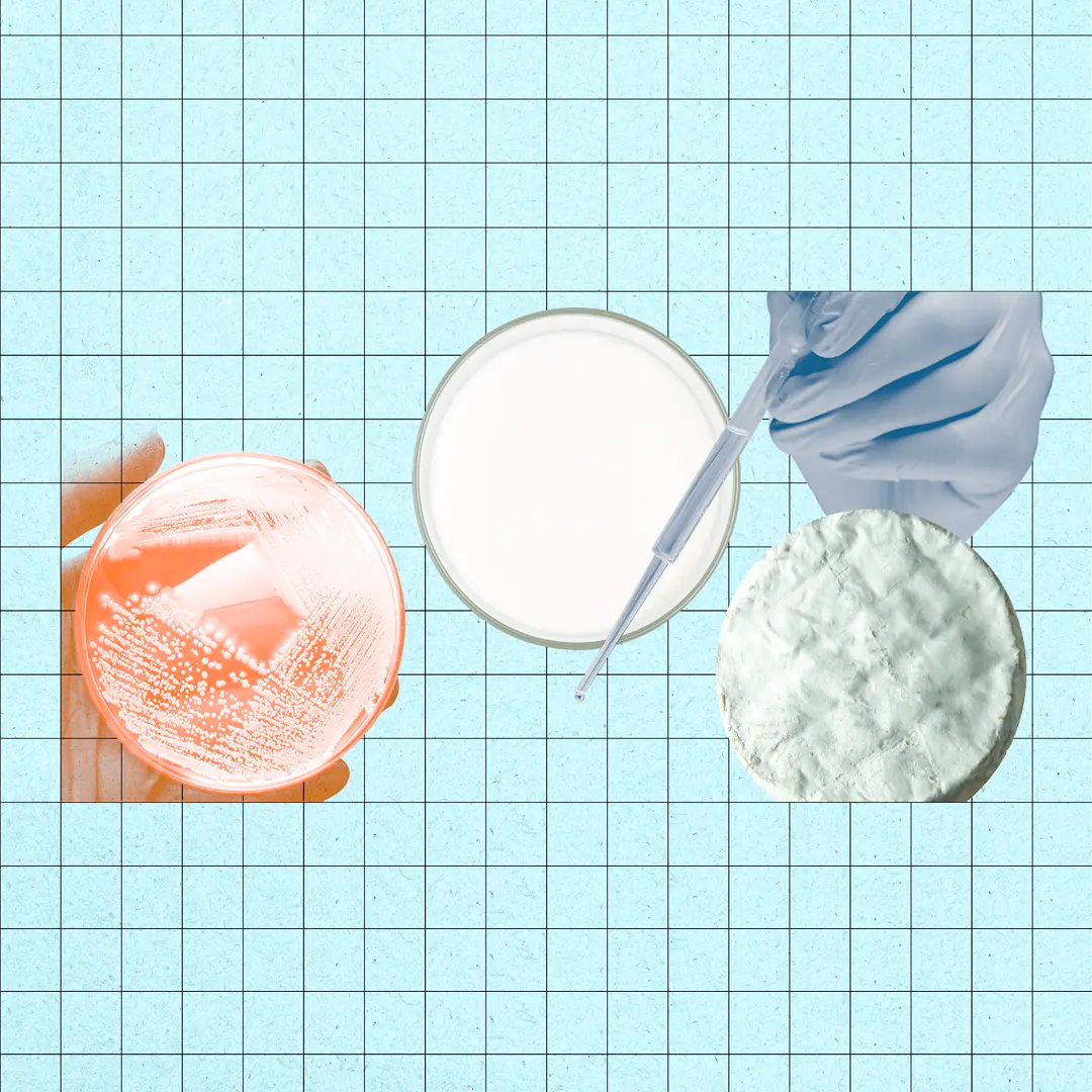 Milch ohne Kuh- Kommt Milch zukünftig aus Petrischalen ?