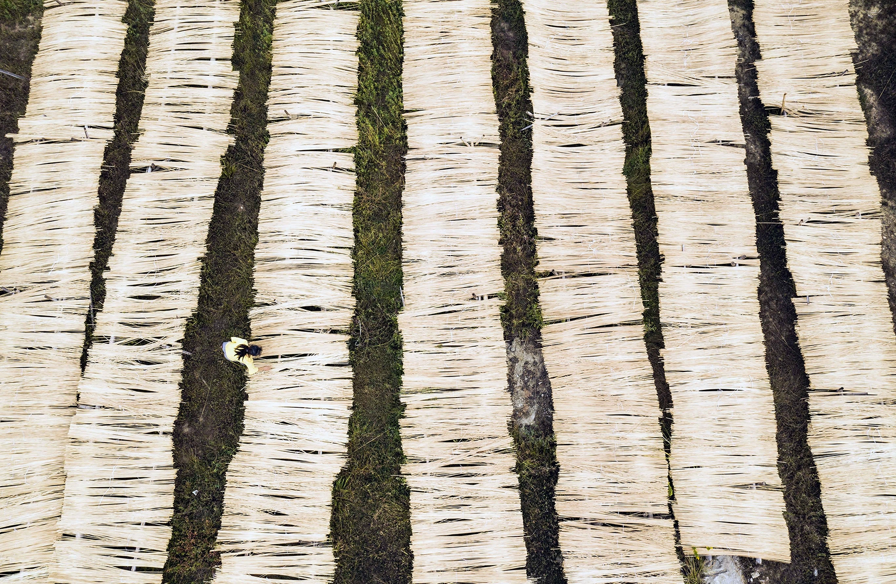 Einweg-Essstäbchen und ihre Auswirkung auf unsere Umwelt