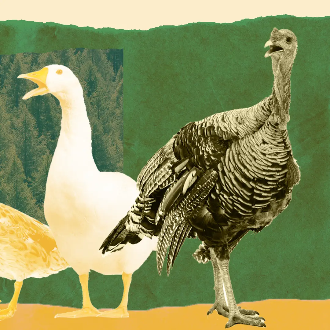 Truthahn an Weihnachten | Die Ursprünge des Weihnachtsessens