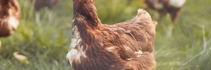 bio-vs-konventionelle-legehennen