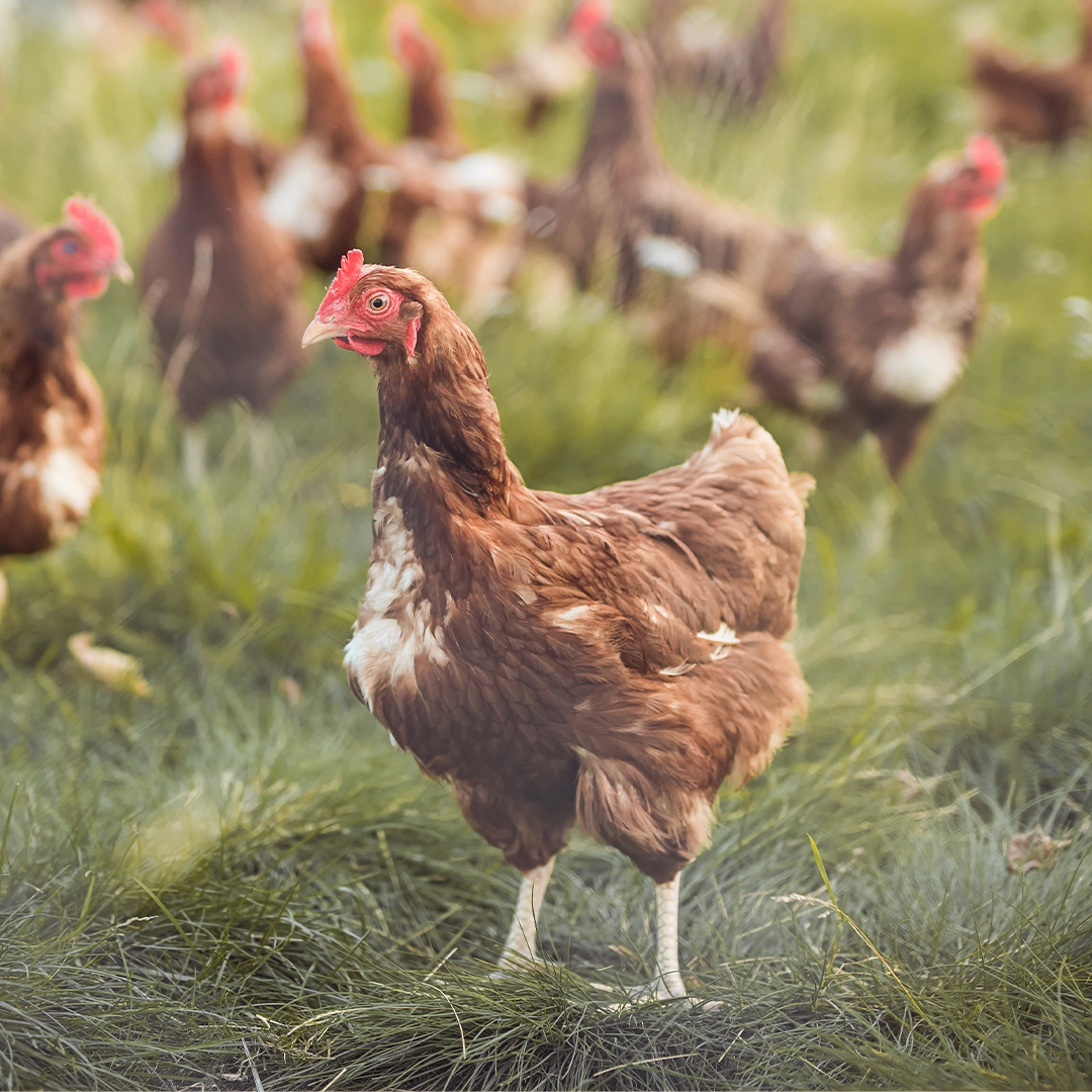 Die jungen Wilden &ndash; bio vs. konventionelle Legehennen