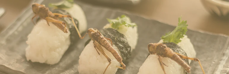 edible insects 