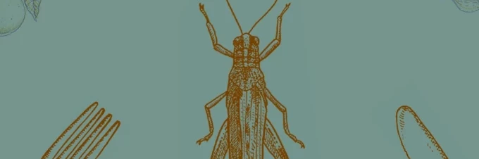 edible-insects-ask-the-expert