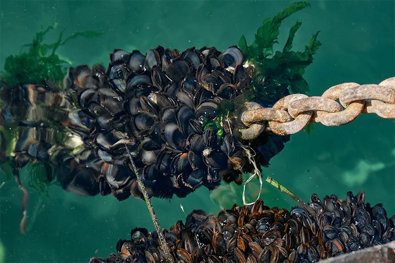 Vertical Mussel and Oyster Farms Clean the Seas