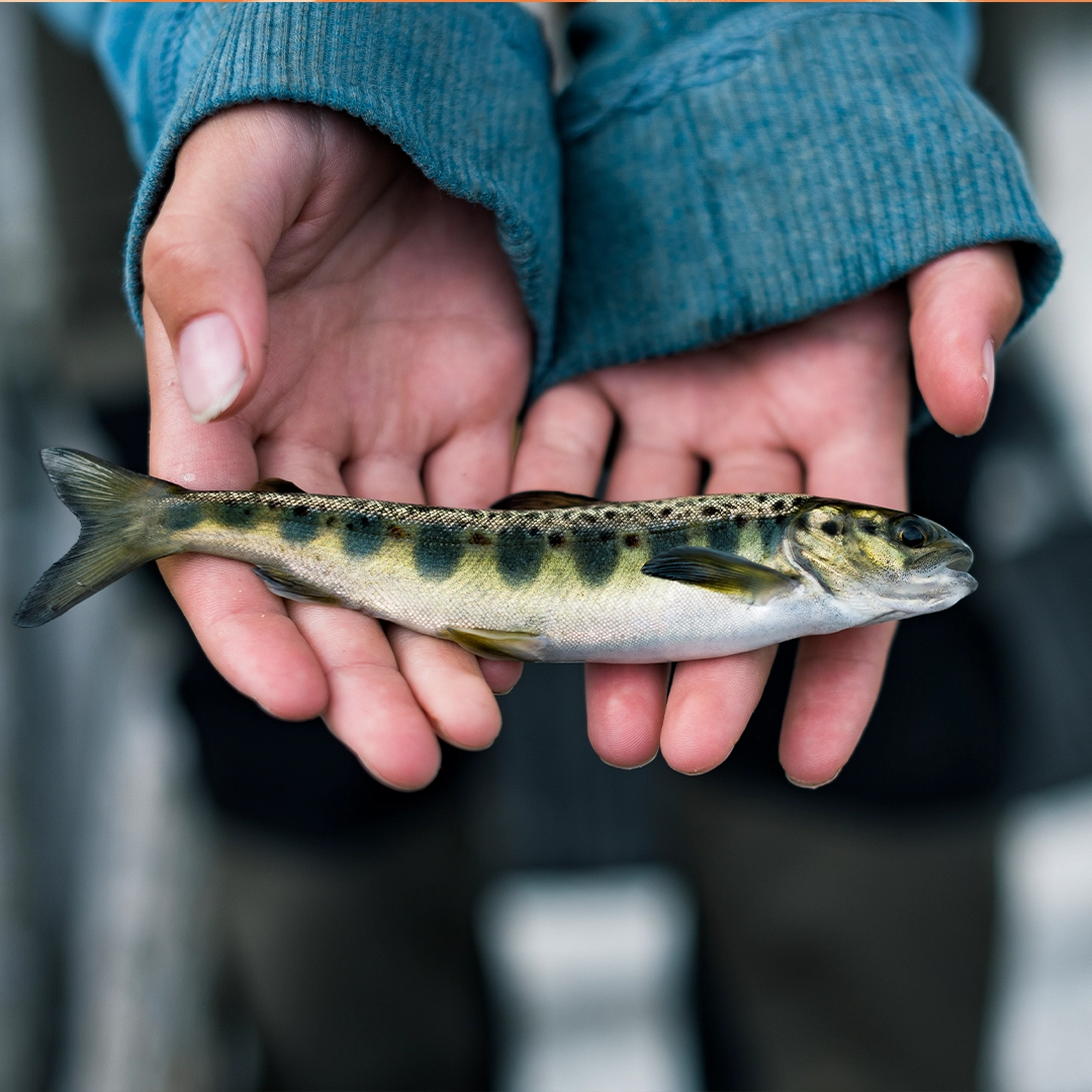 Fisch? Am besten vom Land!