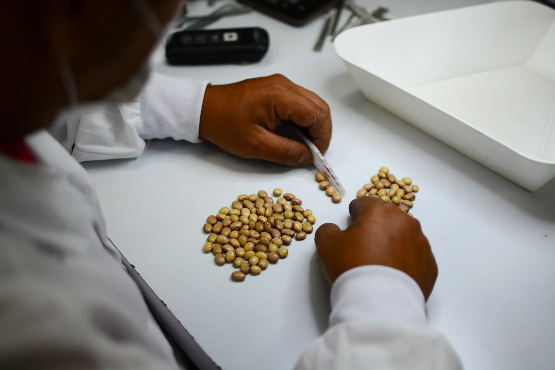 A scientist examines seeds in a cold room at 20 degrees below zero, where seeds preserved from 1998