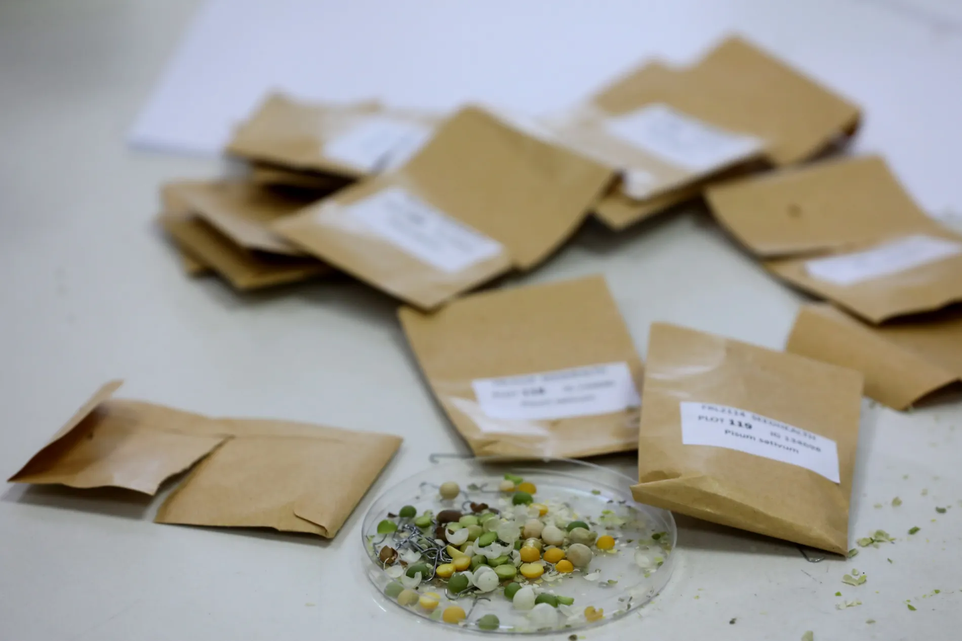 Crops of wheat and barley managed by ICARDA in Terbol village.