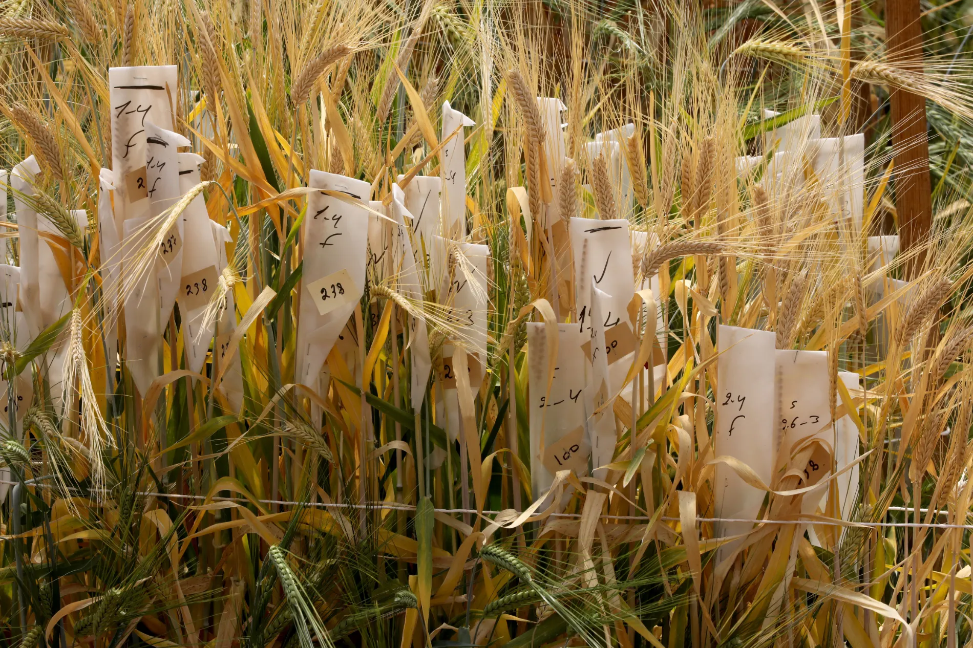 Crops of wheat and barley managed by ICARDA in Terbol village.