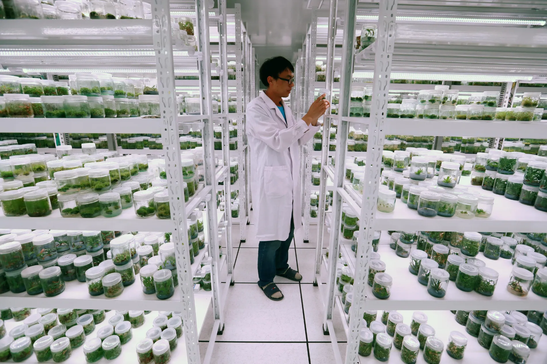 A Chinese researcher checks the specimen of plant seeds (left) and pteridophyte