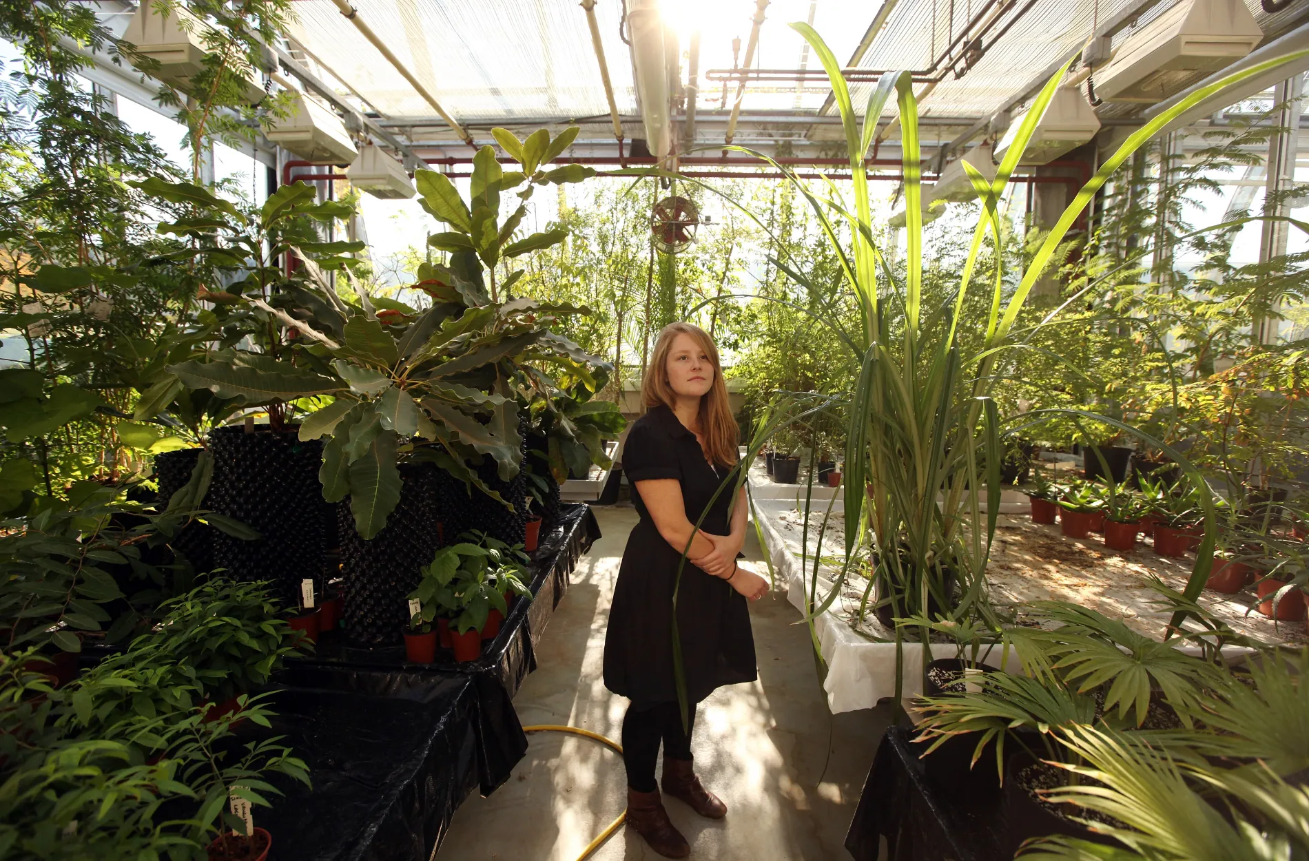 ryony Phillips examines the plants in the dry, tropical glasshouse at Kew's Millennium Seed Bank