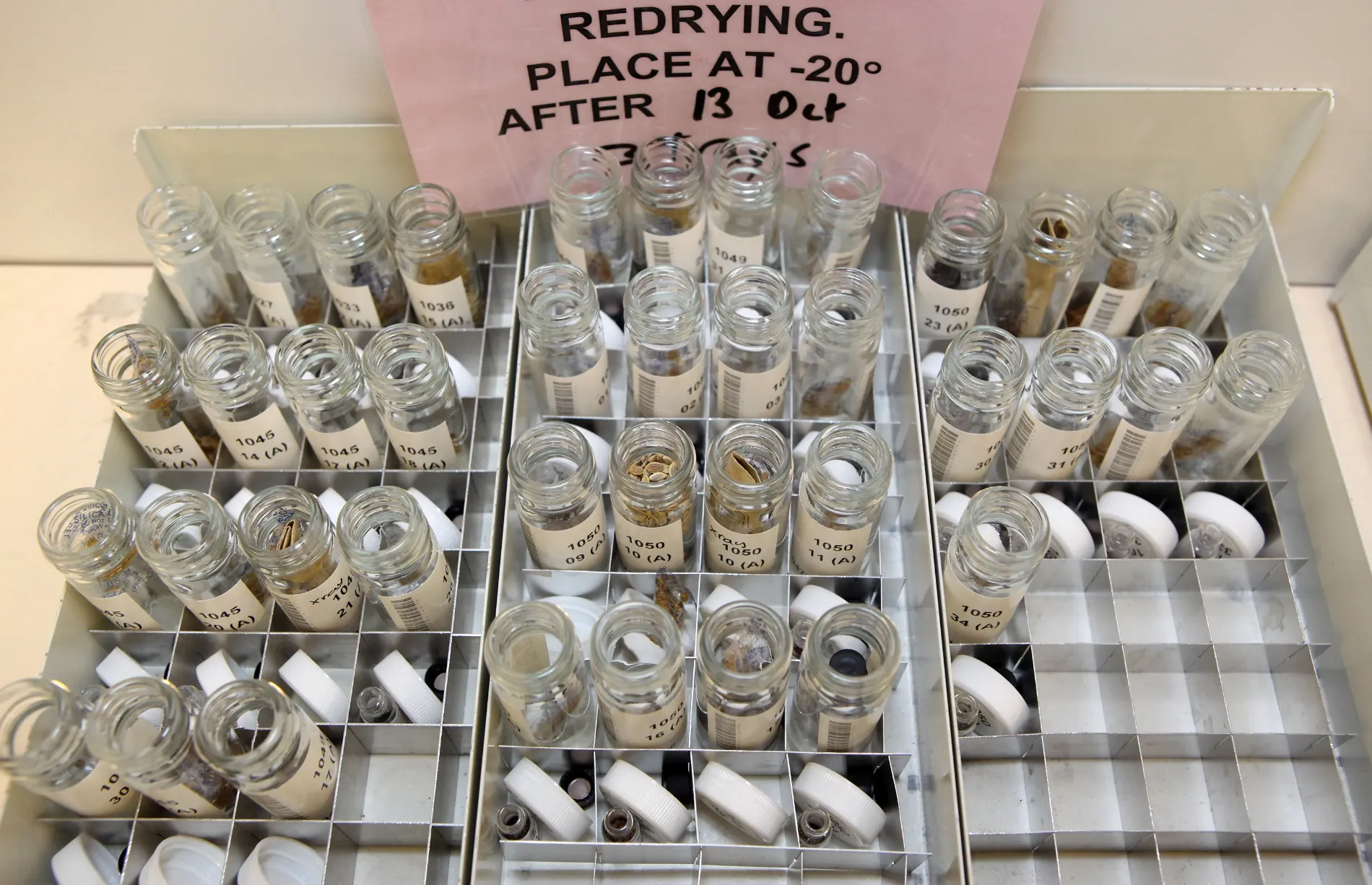 Catalogued seeds are dried in bags prior to storage at Kew's Millennium Seed Bank. (Photo by Oli Scarff/Getty Images)