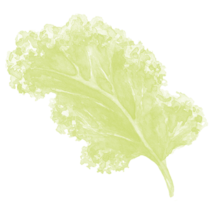 Illustration of lettuce leaf