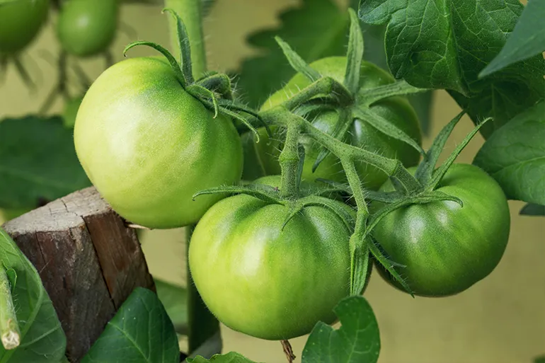 How to ripen tomatoes