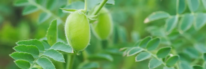 header-banner-chickpeas_and_leaves.webp