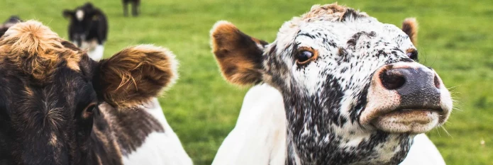 header-banner-cows.webp