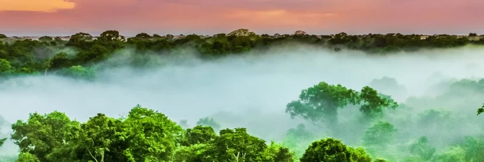 header-banner-deforestation-brazil-nuts_1.webp