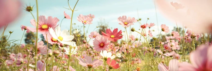header-banner-grow-edible-flowers.webp