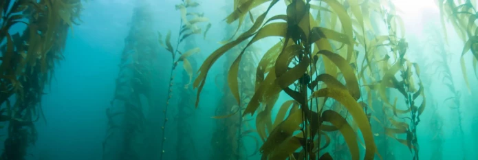 header-banner-seaweed_farms.webp