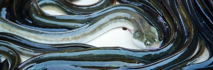 que-son-los-wet-markets-o-mercados-mojados