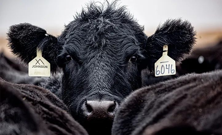 The Different Environmental Impacts of Beef Production