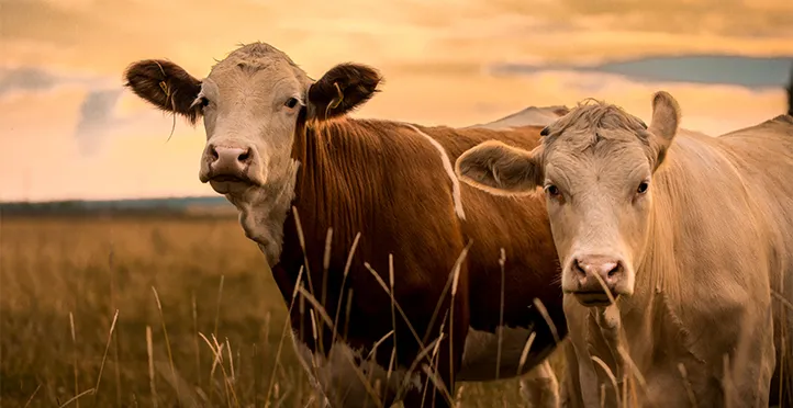 What If All Beef Farms Became Low-Impact? 