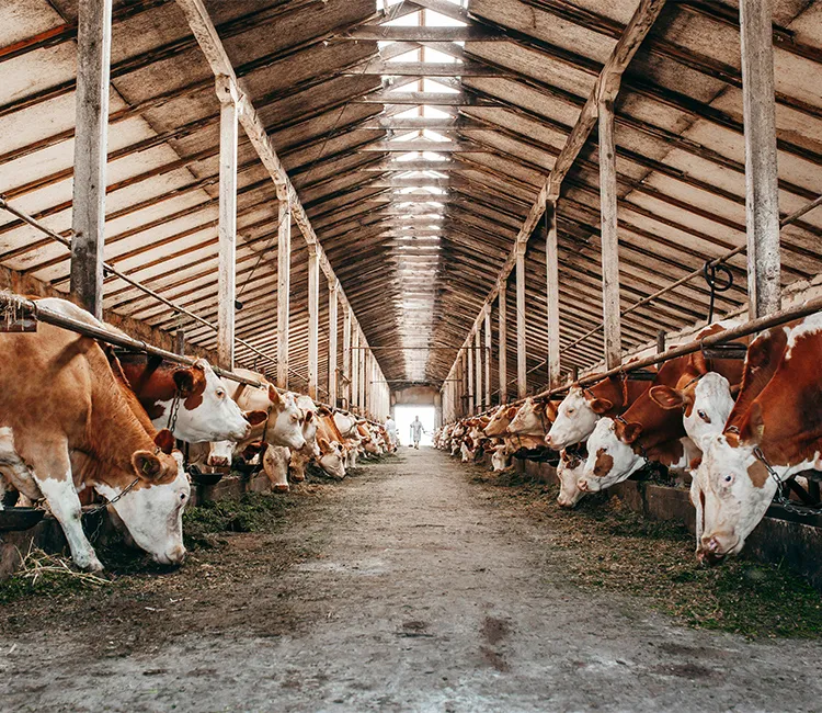 Wie sehen die Folgen f&uuml;r die Umwelt bei der Rindfleischproduktion wirklich aus?