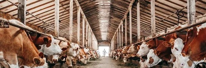 wie-sehen-die-folgen-fuer-die-umwelt-bei-der-rindfleischproduktion-wirklich-aus