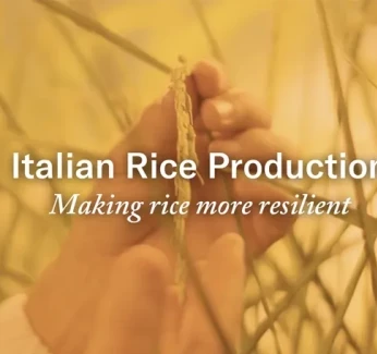 Holding-image-rice-production-italy.webp