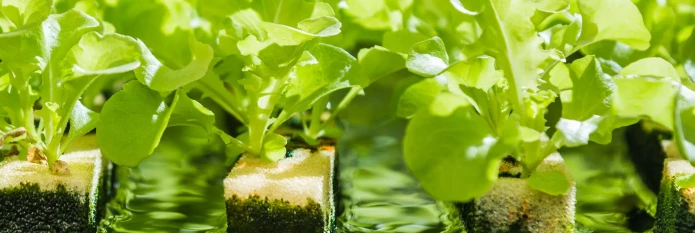 hydroponics.webp