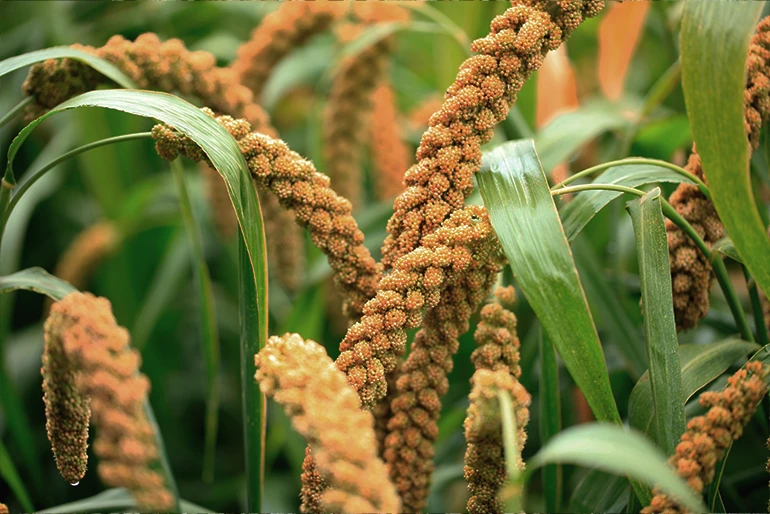 Nutzpflanzen, die dem Klimawandel trotzen