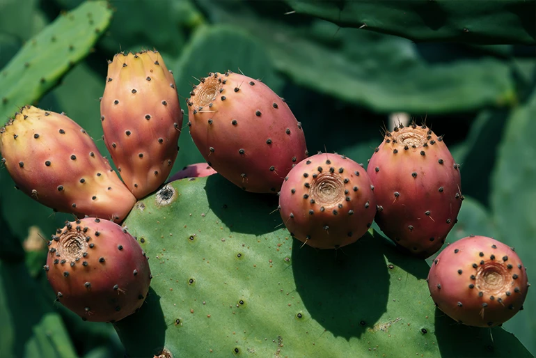 Nutzpflanzen, die dem Klimawandel trotzen