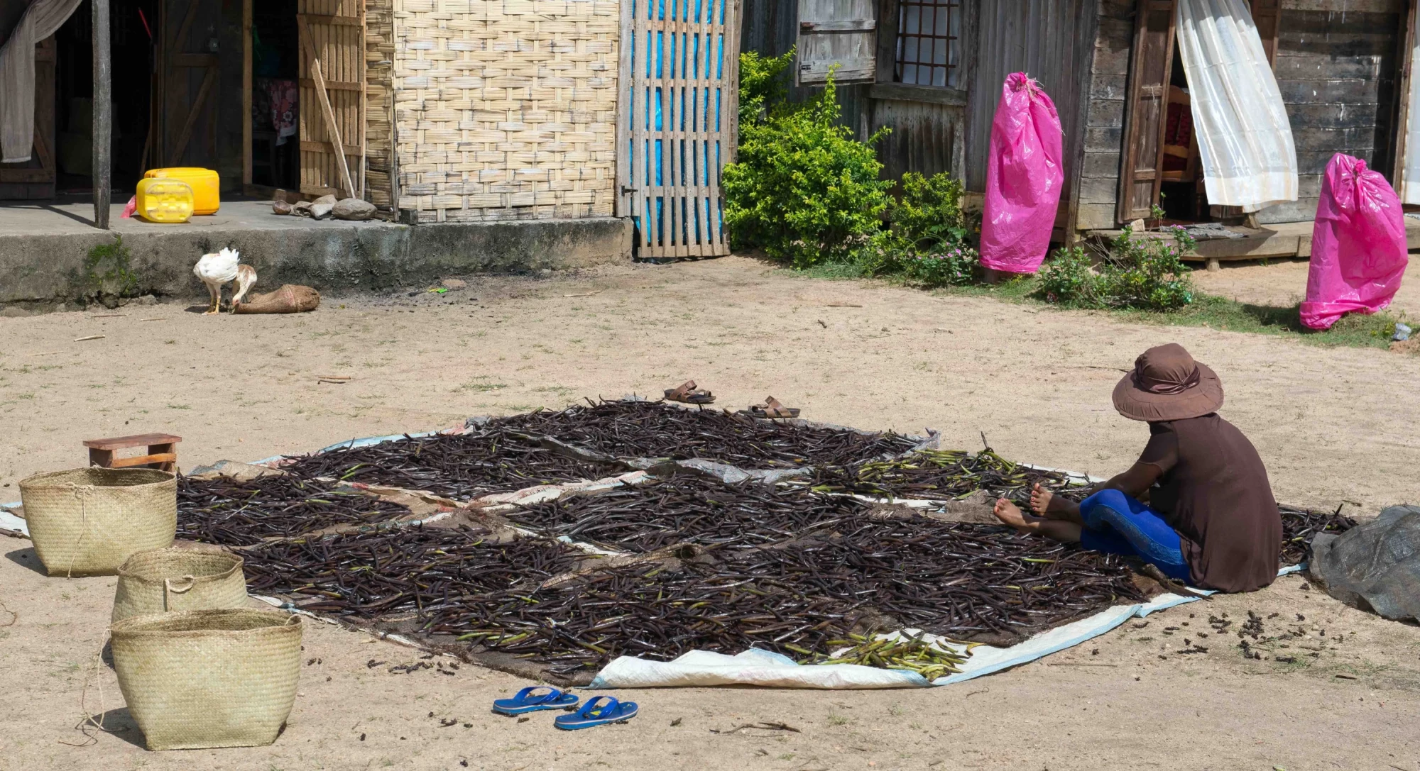 Sorting vanilla pods on a large mat on the ground