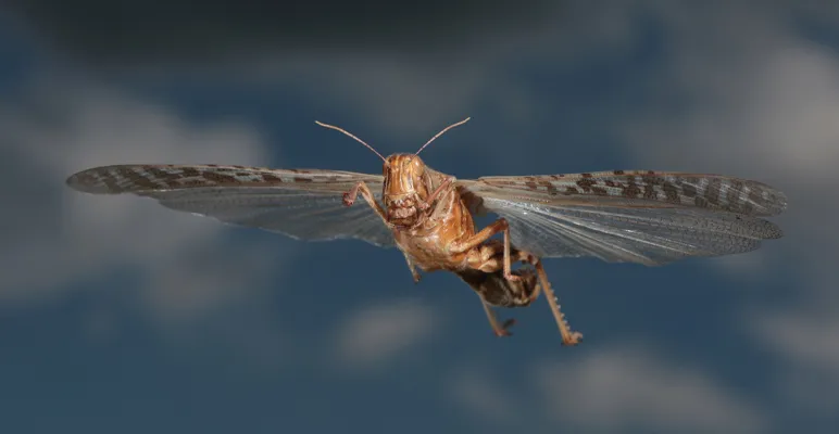 Why Do Locusts Swarm?