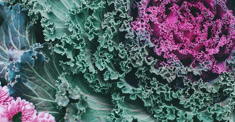 A closeup of a head of cabbage