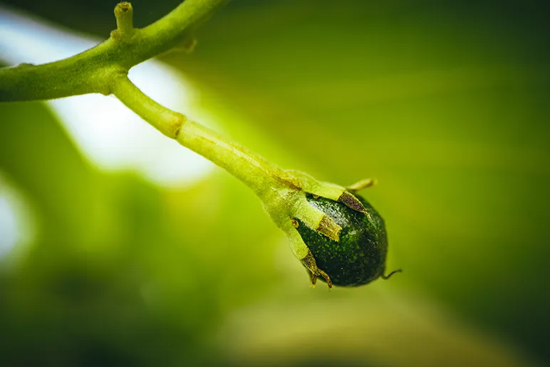Less avocado waste in Europe?