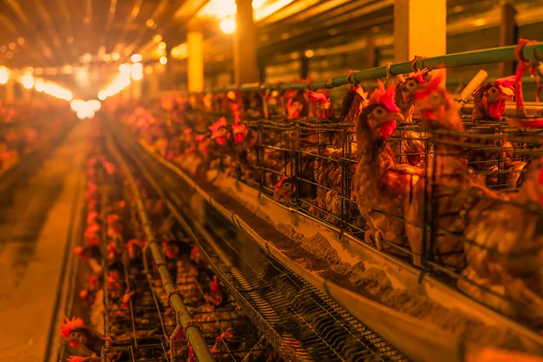 What is battery farming?