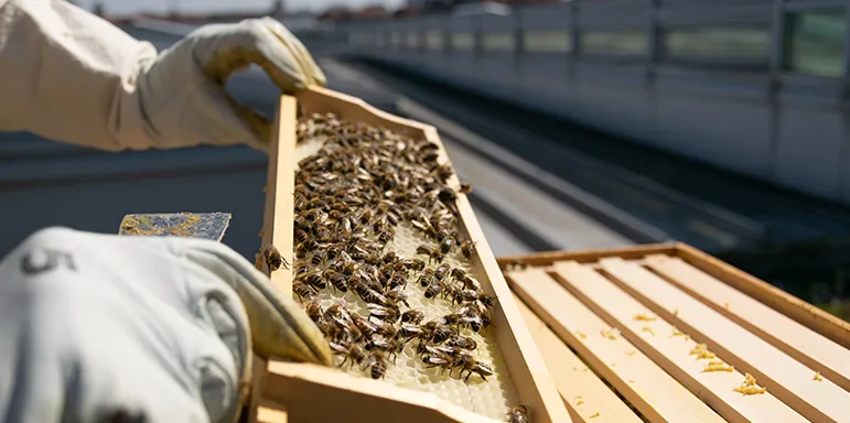 Removing a tray of honey covered in bees from a hive