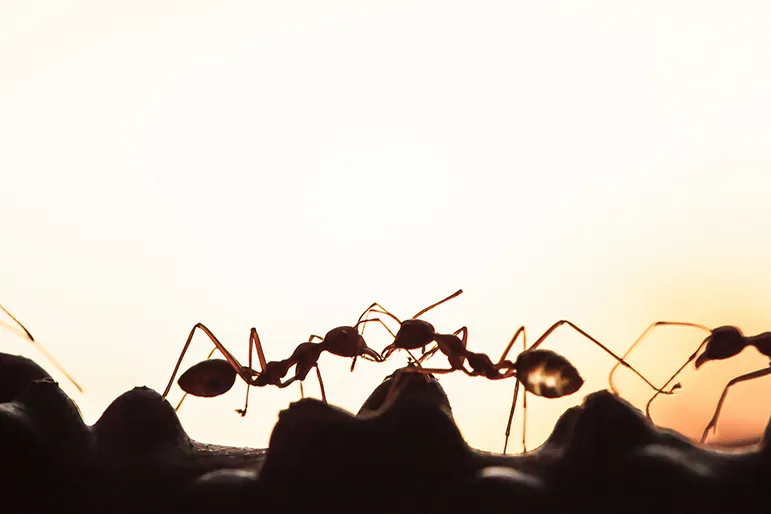 Ants