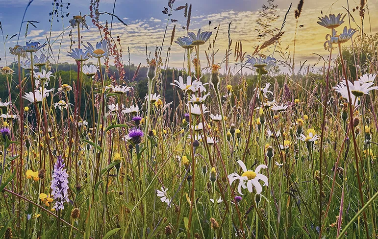 biodiversity wild flowers field