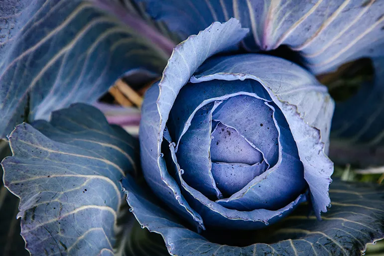 Closeup of a head of red cabbage