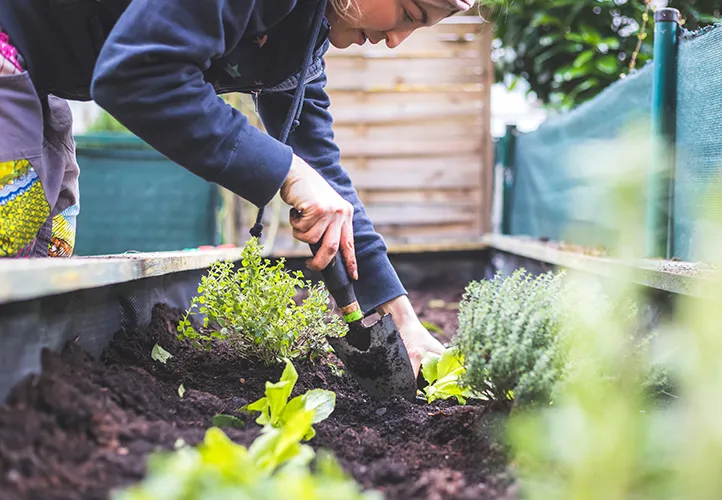 Woman using coffee grounds as compost in her raised beds in a garden