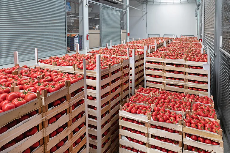 Crates of tomatoes