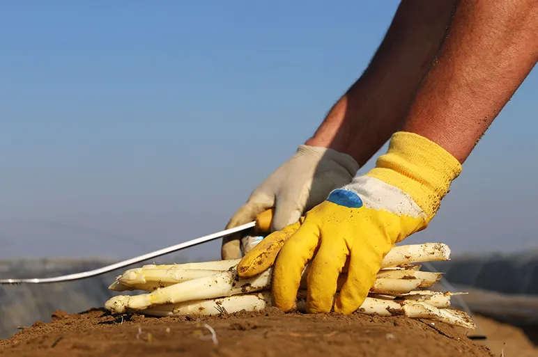 The Harvesting Problem: Picking by Hand
