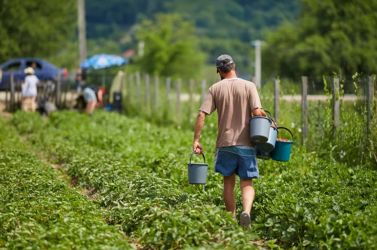 Without suitable technology, most farms still rely on humans to pick soft fruits and vegetables by hand.