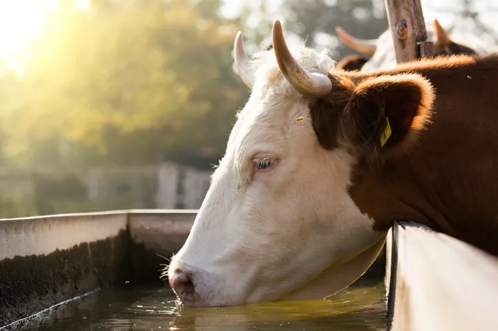 Cow drinking water