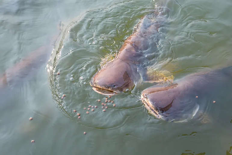 Farmed Pangasius Basa