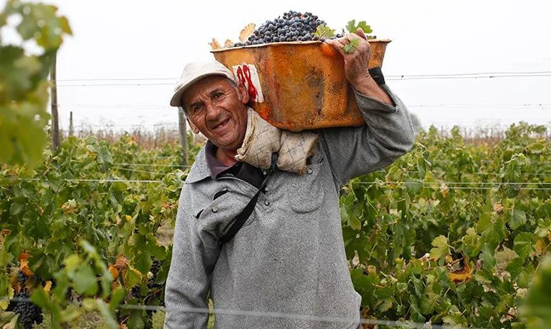 But does Fairtrade benefit farm workers