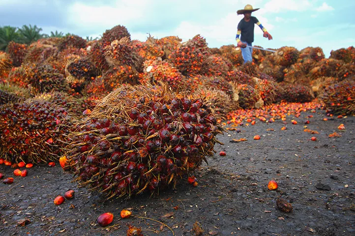Human Impacts of palm-oil