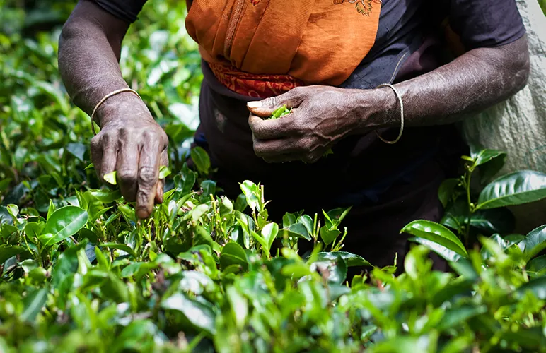 What Can Be Done to Help Assam Tea Workers?
