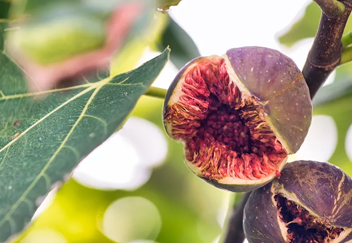 The Fig and the Fig Wasp